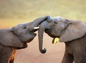 Helping Hand: Attract the help you desire